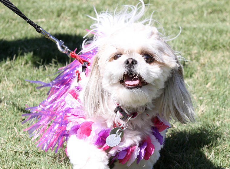Barktoberfest